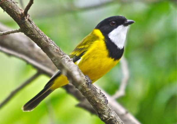 Popular Birds in the Valley