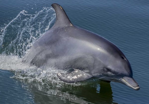 Dolphin Discovery Centre Bunbury