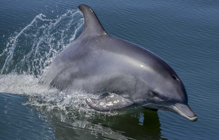 Dolphin Discovery Centre Bunbury