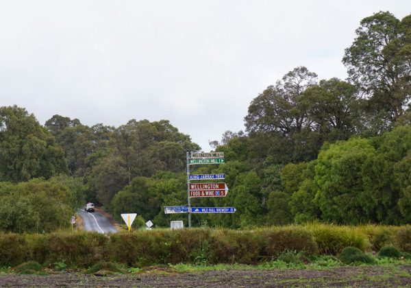 King Jarrah Tree