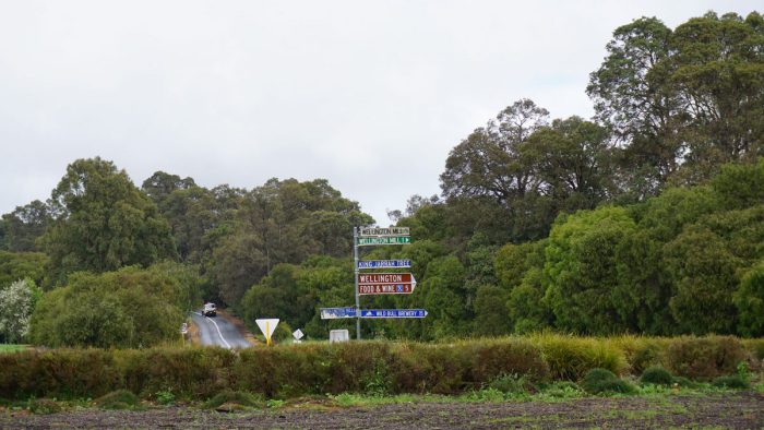 King Jarrah Tree