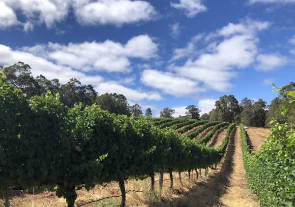 Rascal's Corner Wines