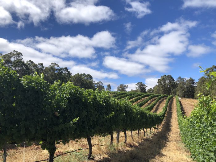 Rascal's Corner Wines