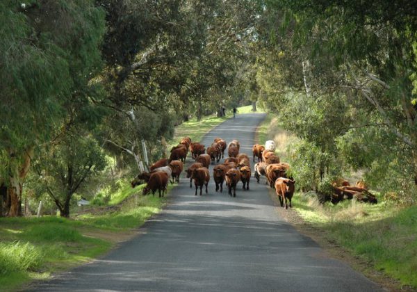 Dardanup Hall - Short Term Caravan Parking