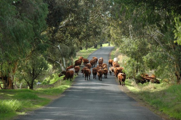 Dardanup Hall - Short Term Caravan Parking